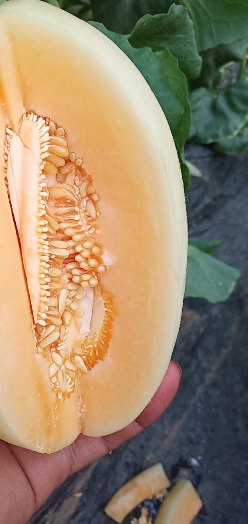 红金蜜大量供应，皮毛好白里透红一件代发