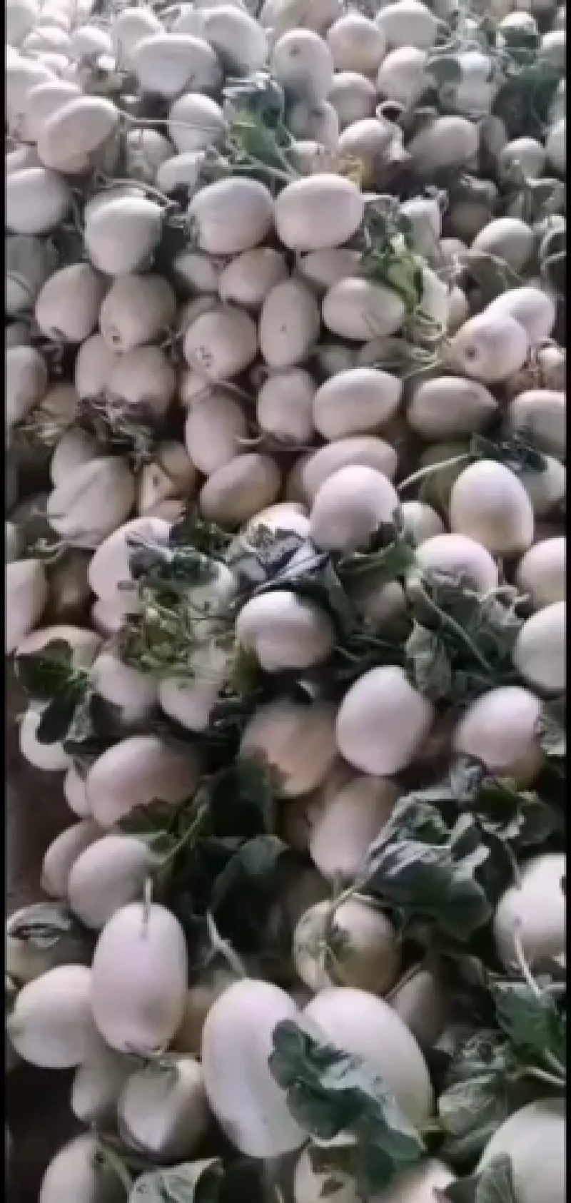 红金蜜大量供应，皮毛好白里透红一件代发