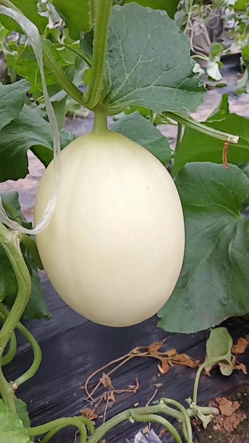 红金蜜大量供应，皮毛好白里透红一件代发