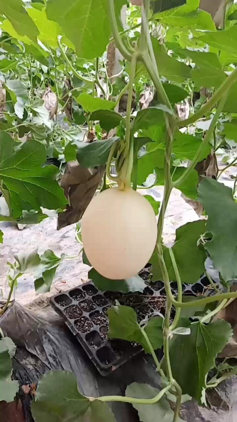 红金蜜大量供应，皮毛好白里透红一件代发