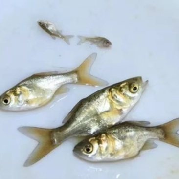 花鲢鱼苗(鳙鱼苗，大头鱼苗)洪湖本地孵化鱼