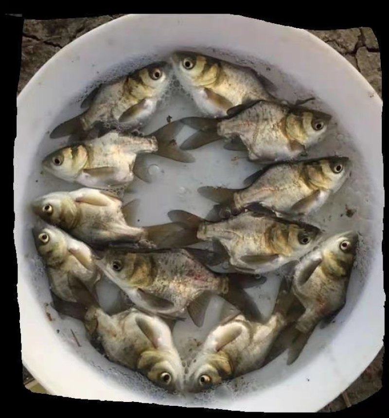 花鲢鱼苗(鳙鱼苗，大头鱼苗)洪湖本地孵化鱼