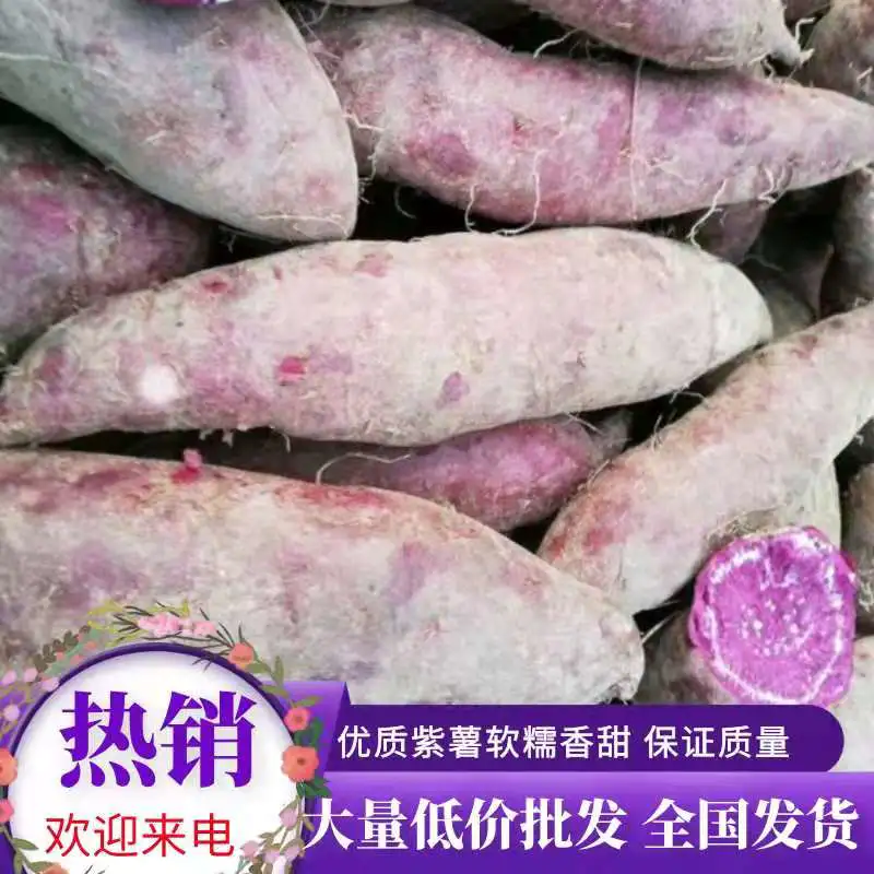 紫薯产地直发中，货源充足.坏果包赔付.口感香甜