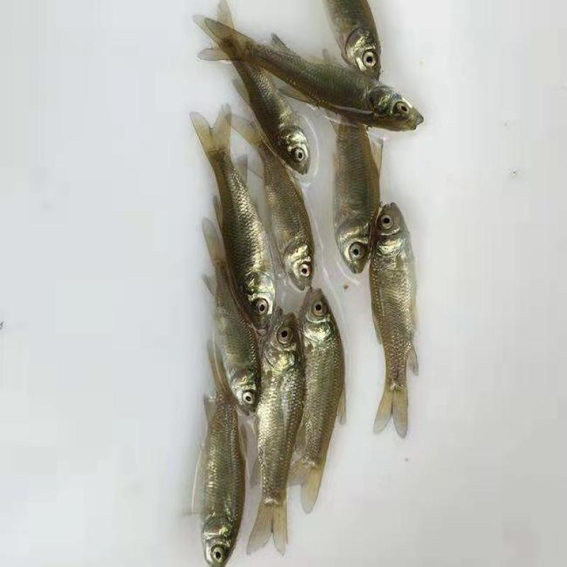 花鲢鱼苗(鳙鱼苗，大头鱼苗)洪湖本地孵化鱼
