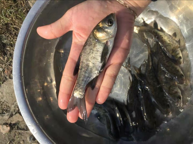 花鲢鱼苗(鳙鱼苗，大头鱼苗)洪湖本地孵化鱼