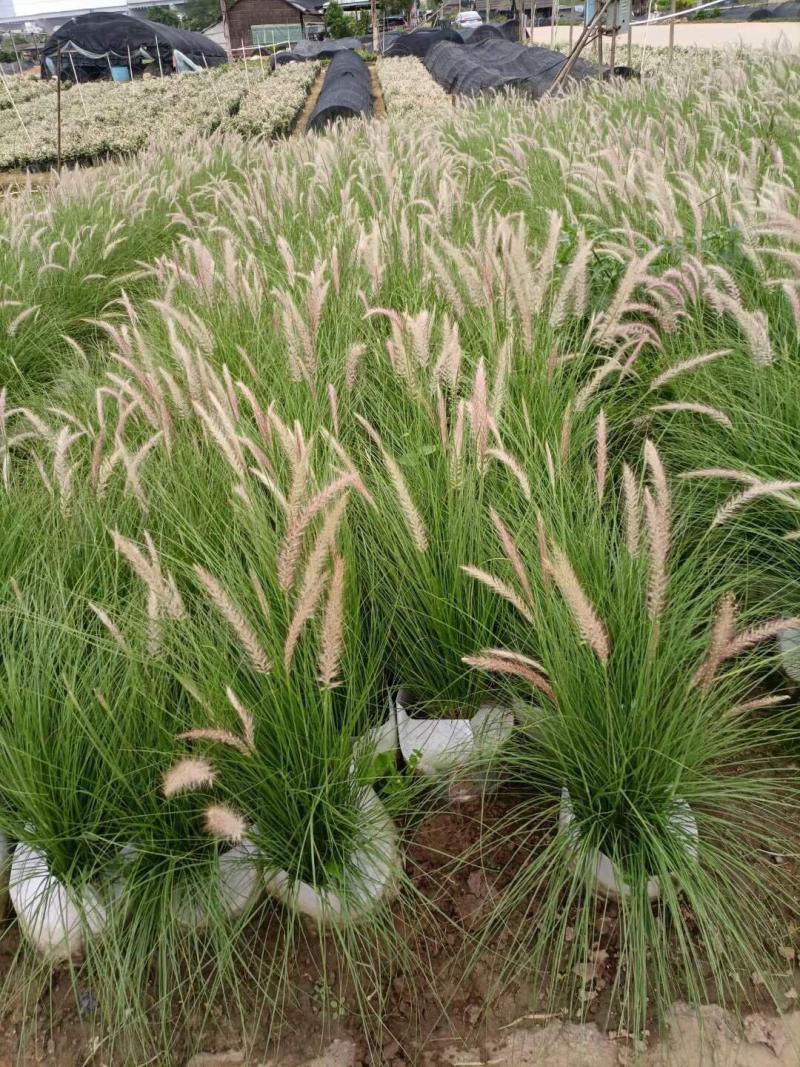 羽绒狼尾草基地大量现货供应，欢迎各位客户咨询