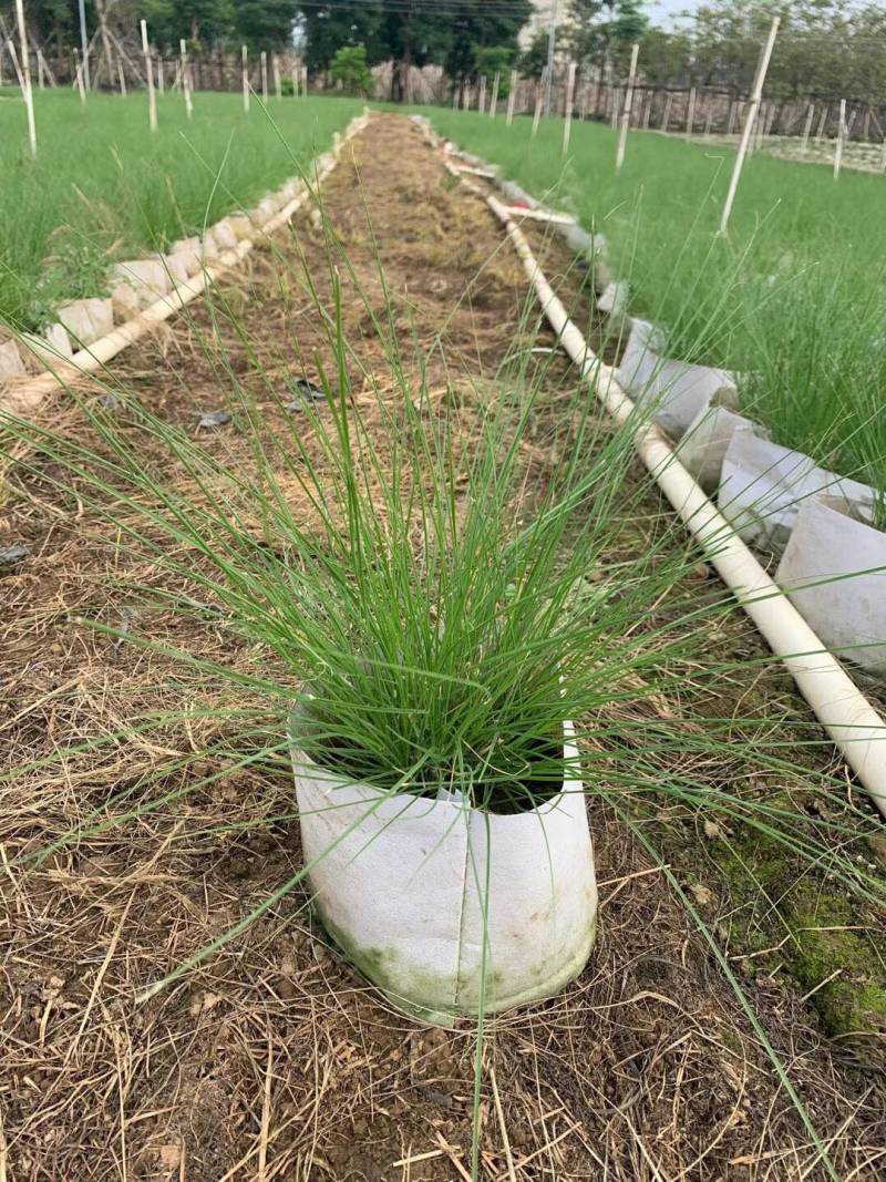 羽绒狼尾草基地大量现货供应，欢迎各位客户咨询
