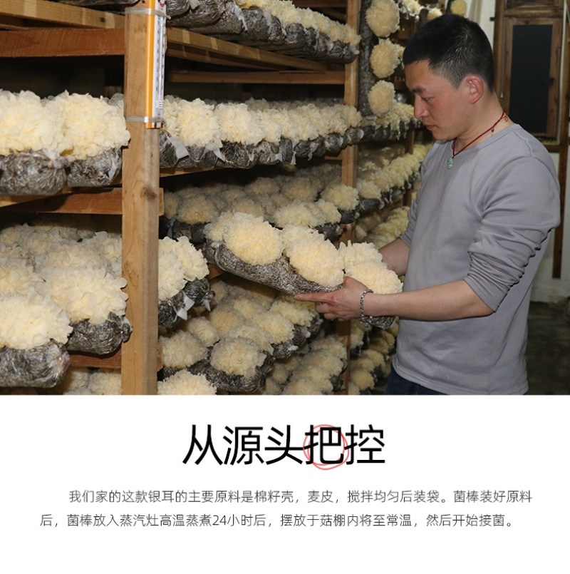 新鲜银耳6朵活耳糯耳白木耳雪耳
