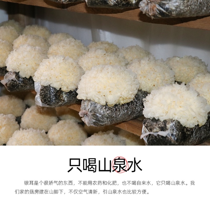 新鲜银耳6朵活耳糯耳白木耳雪耳