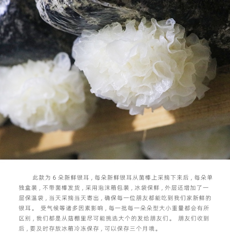 新鲜银耳6朵活耳糯耳白木耳雪耳