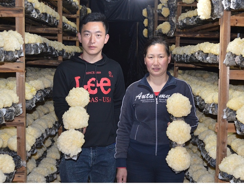 新鲜银耳6朵活耳糯耳白木耳雪耳