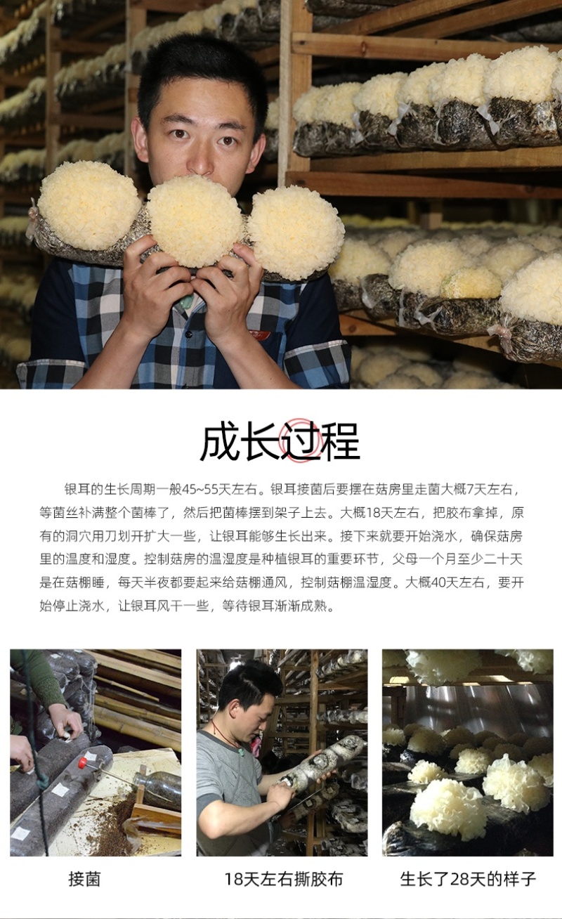 新鲜银耳6朵活耳糯耳白木耳雪耳