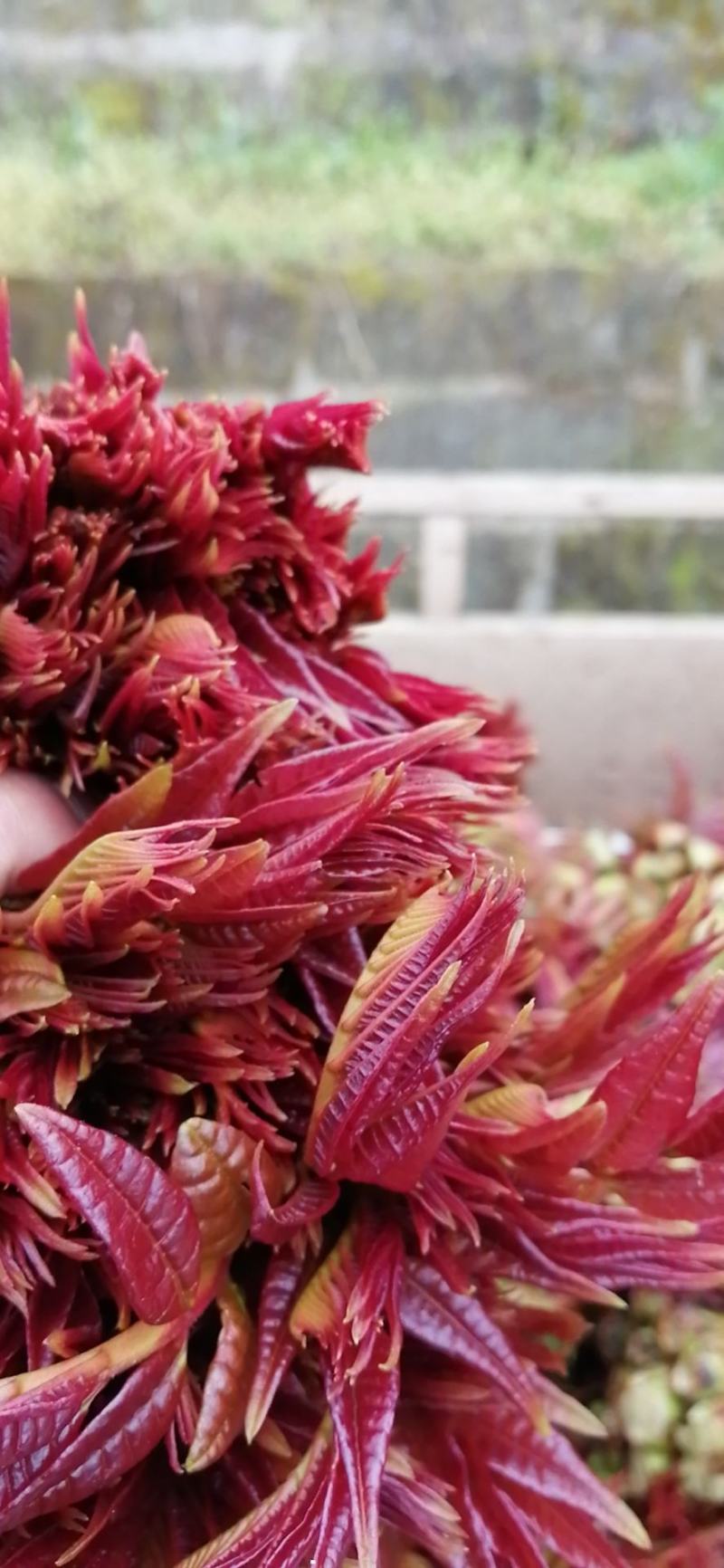 大竹红香椿芽，现摘现售，价格从优保质保量诚信第一