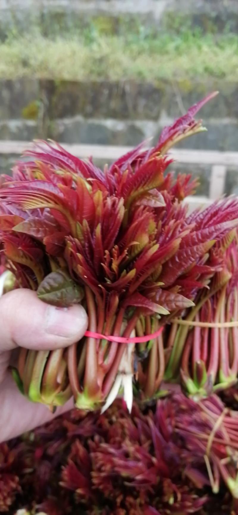 大竹红香椿芽，现摘现售，价格从优保质保量诚信第一