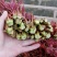 大竹红香椿芽，现摘现售，价格从优保质保量诚信第一