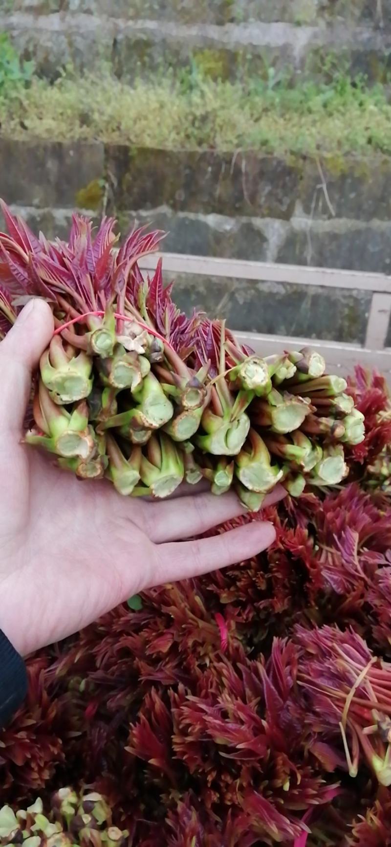 大竹红香椿芽，现摘现售，价格从优保质保量诚信第一