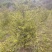 红豆杉基地直发诚信经营。树形美观，欢迎选购，量大从优