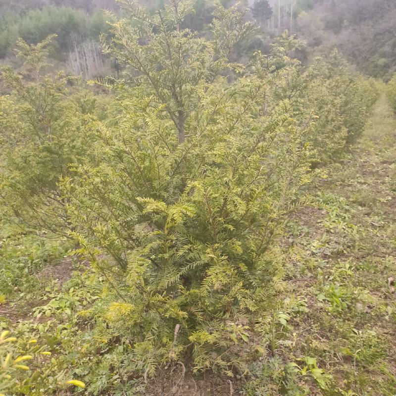 红豆杉基地直发诚信经营。树形美观，欢迎选购，量大从优