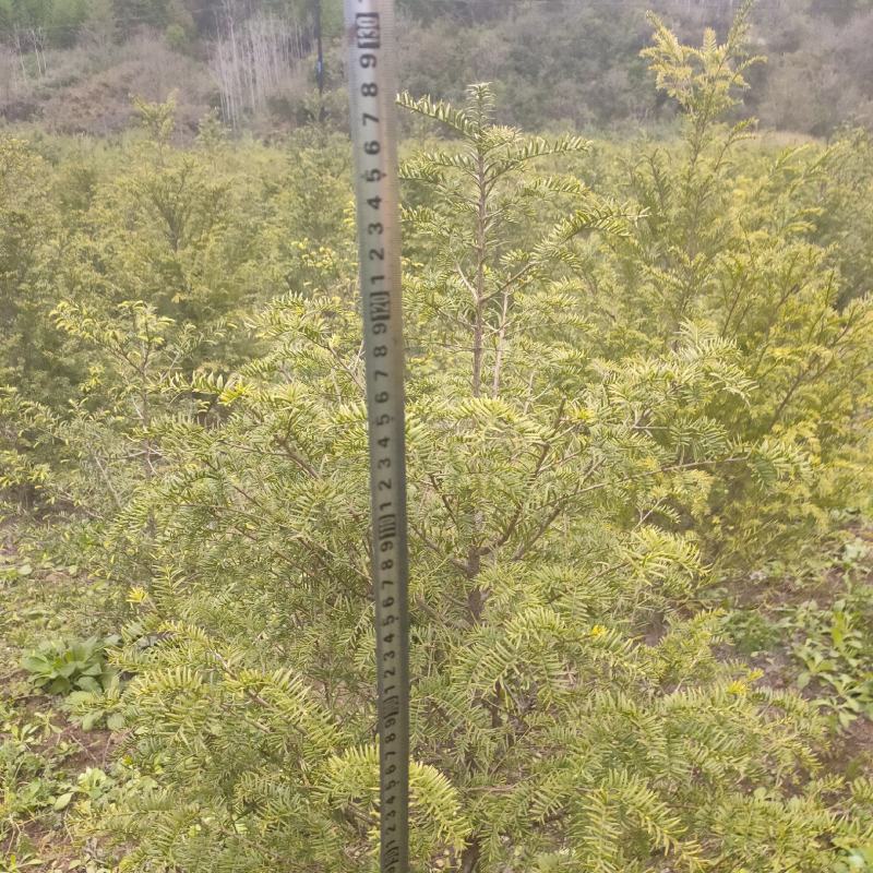 红豆杉基地直发诚信经营。树形美观，欢迎选购，量大从优