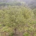 红豆杉基地直发诚信经营。树形美观，欢迎选购，量大从优