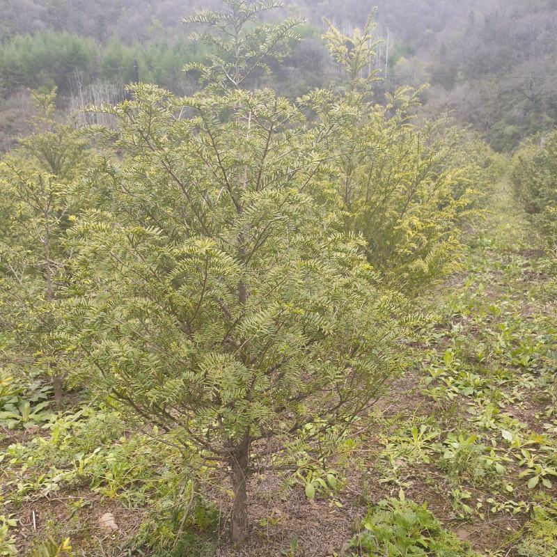 红豆杉基地直发诚信经营。树形美观，欢迎选购，量大从优