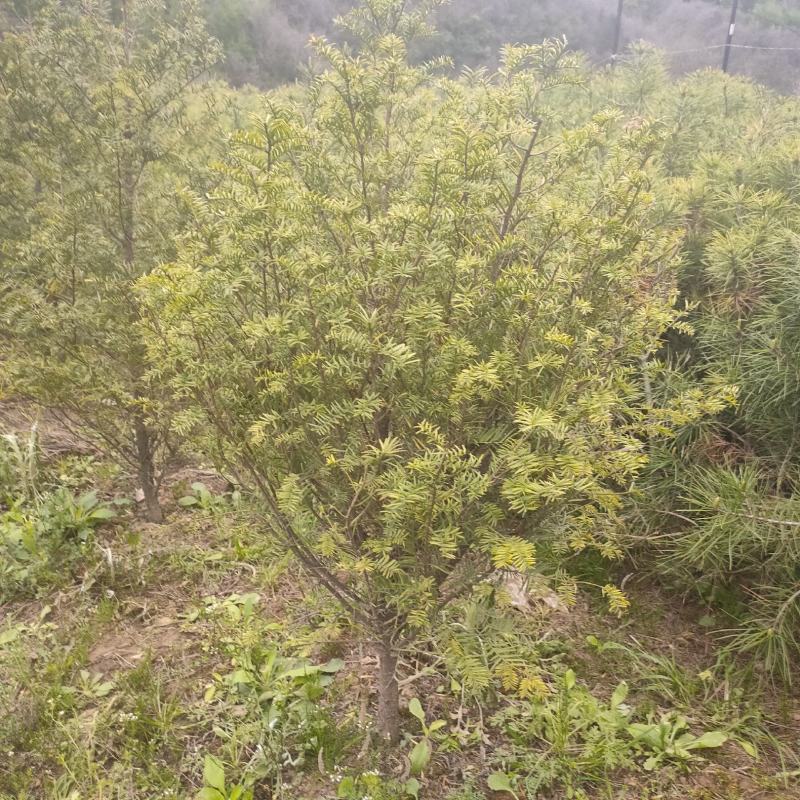 红豆杉基地直发诚信经营。树形美观，欢迎选购，量大从优