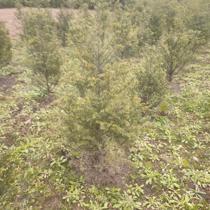 红豆杉基地直发诚信经营。树形美观，欢迎选购，量大从优