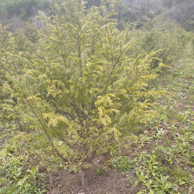 红豆杉基地直发诚信经营。树形美观，欢迎选购，量大从优
