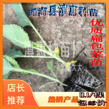 包菜苗云南扁包菜苗(京丰一号)穴盘苗基地直供，顺丰空运！