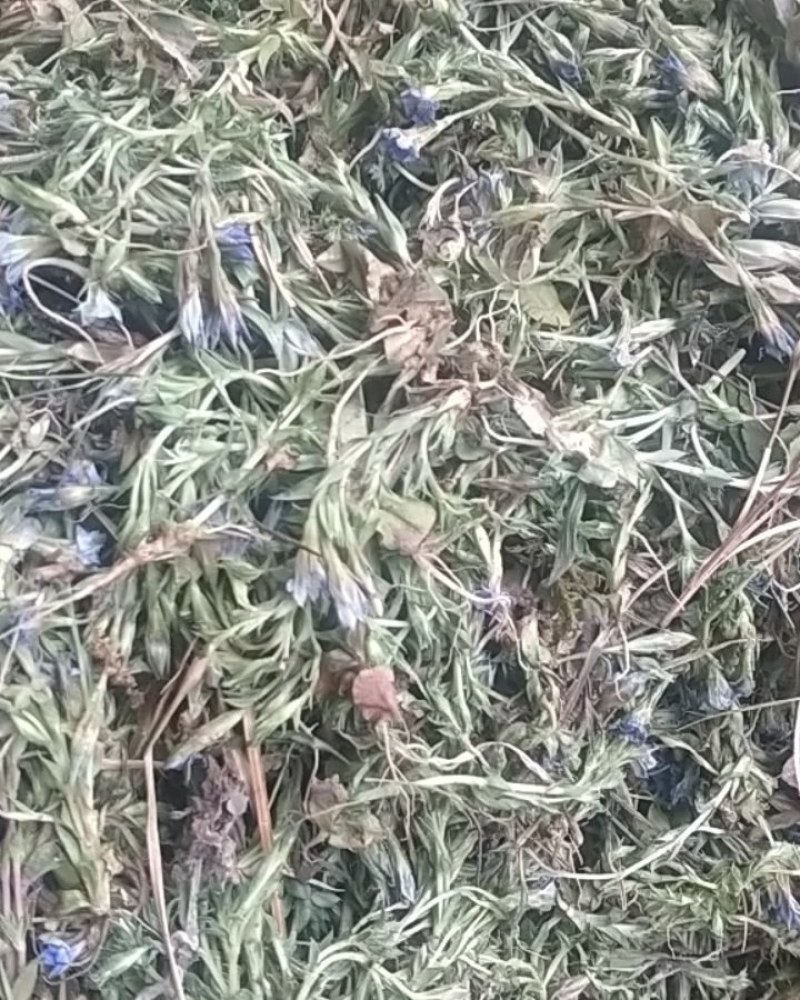 紫花地丁