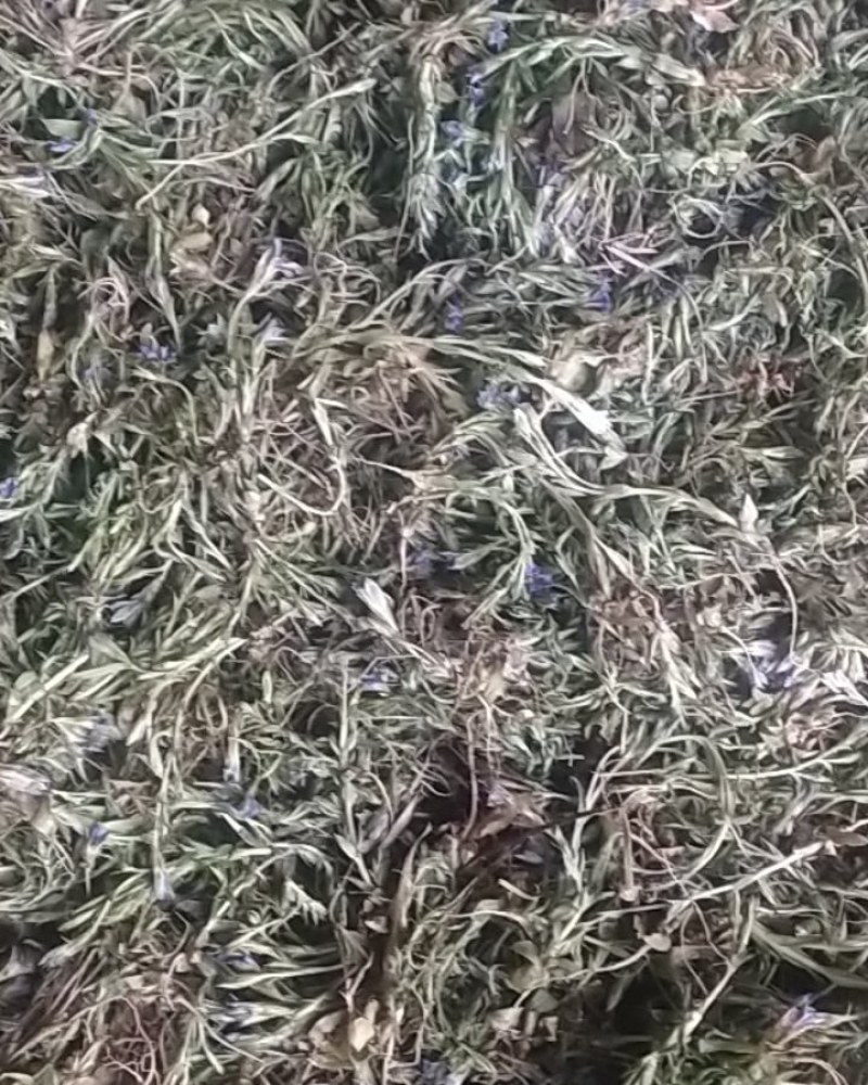 紫花地丁
