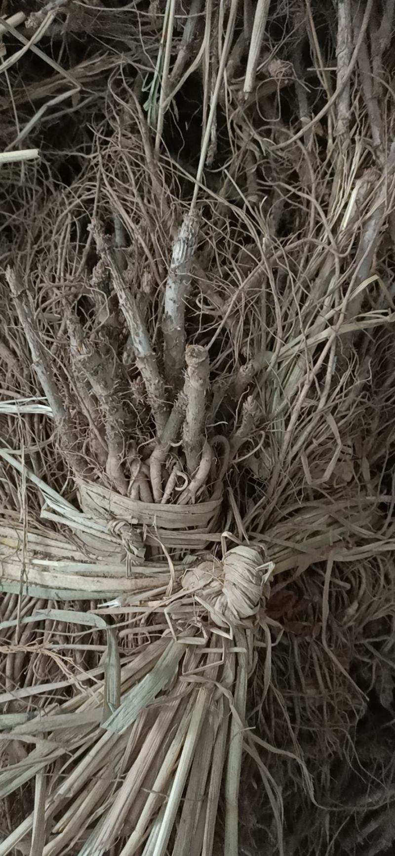 优质特等大苗，刺嫩芽苗，根系发达，活头活杆，特别粗壮