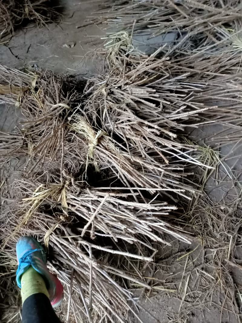 优质特等大苗，刺嫩芽苗，根系发达，活头活杆，特别粗壮