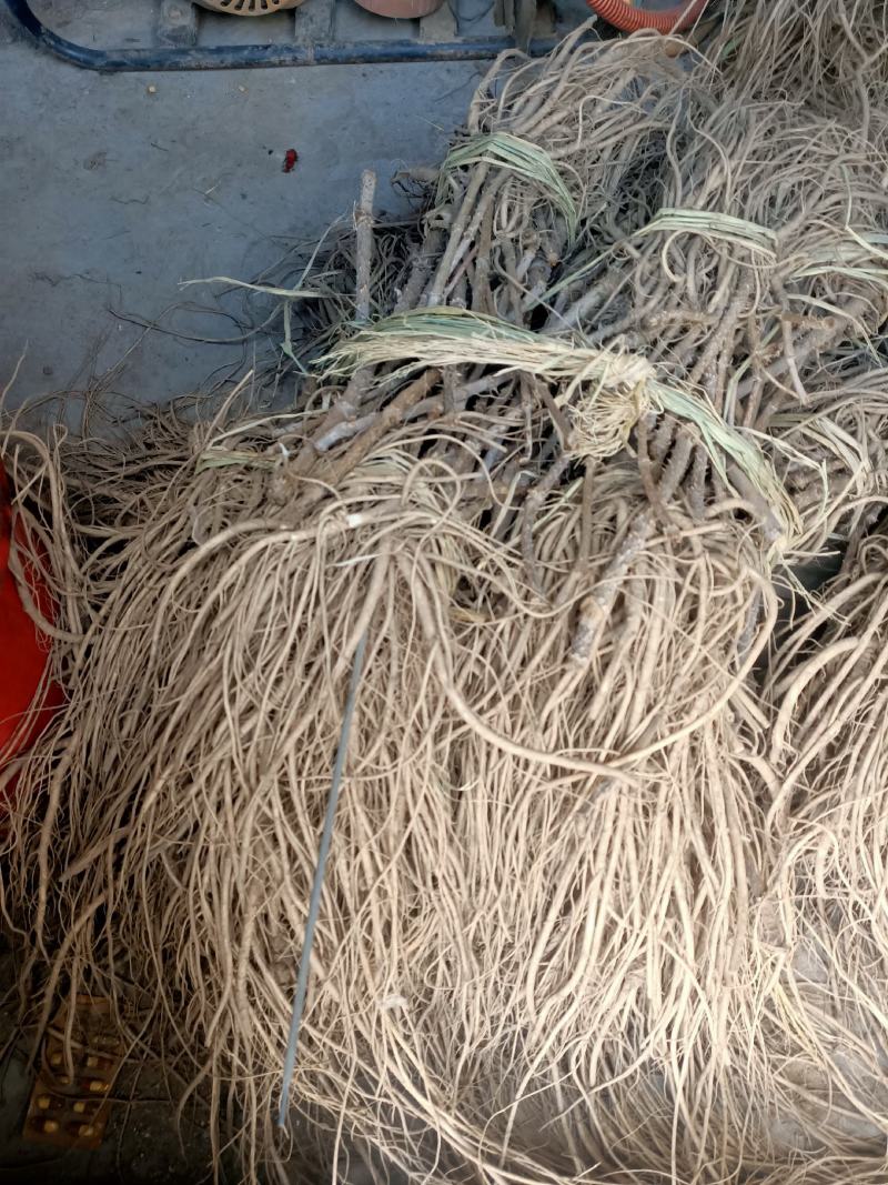 优质特等大苗，刺嫩芽苗，根系发达，活头活杆，特别粗壮