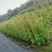 炮仗花小杯苗盘苗各种规格基地大量现货，欢迎各位客户咨询