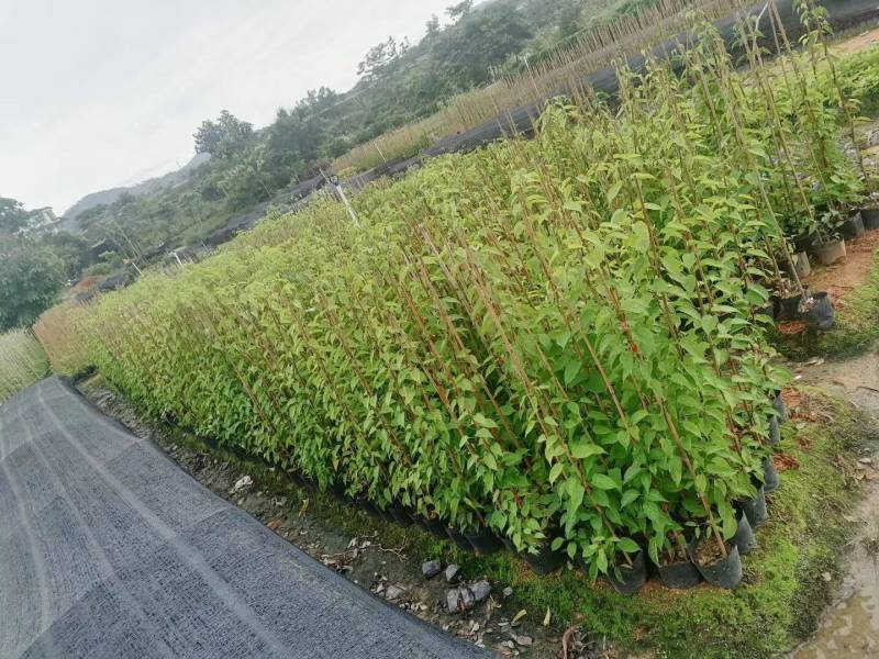 炮仗花小杯苗盘苗各种规格基地大量现货，欢迎各位客户咨询