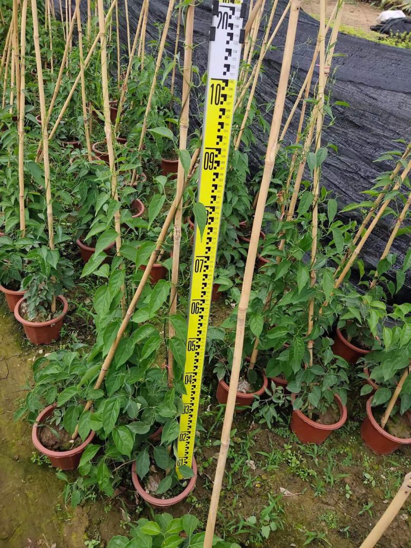 炮仗花小杯苗盘苗各种规格基地大量现货，欢迎各位客户咨询
