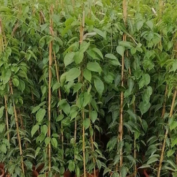 炮仗花小杯苗盘苗各种规格基地大量现货，欢迎各位客户咨询