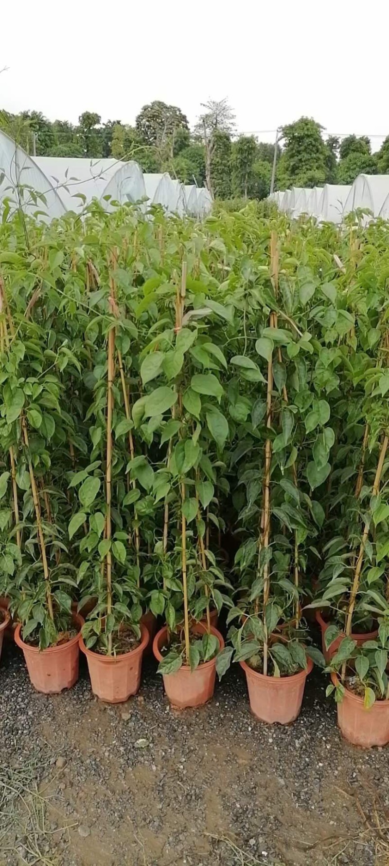 炮仗花小杯苗盘苗各种规格基地大量现货，欢迎各位客户咨询