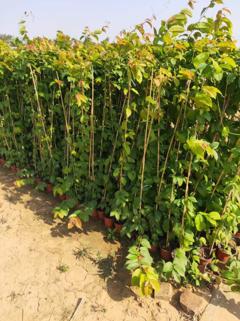 炮仗花小杯苗盘苗各种规格基地大量现货，欢迎各位客户咨询