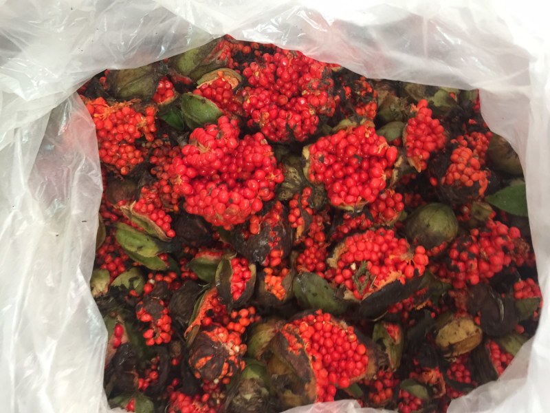 高杆华重楼种子