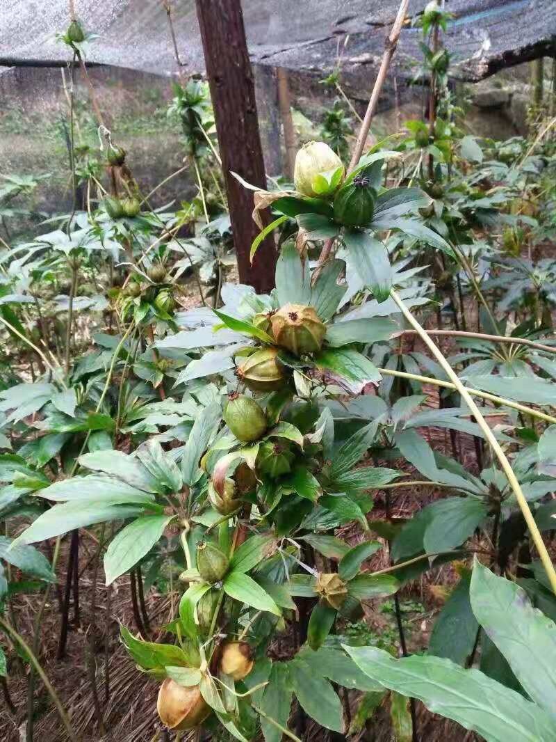 高杆华重楼种子