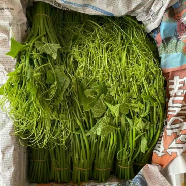 原产地龙须菜量大从优支持拿样下单秒发