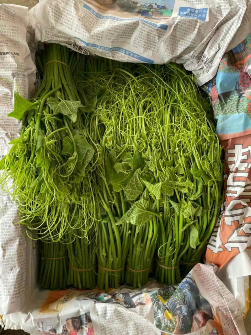 原产地龙须菜量大从优支持拿样下单秒发