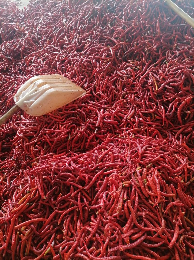 红辣椒厂货大量出货，可做剁椒，泡椒，酸辣椒，辣椒酱