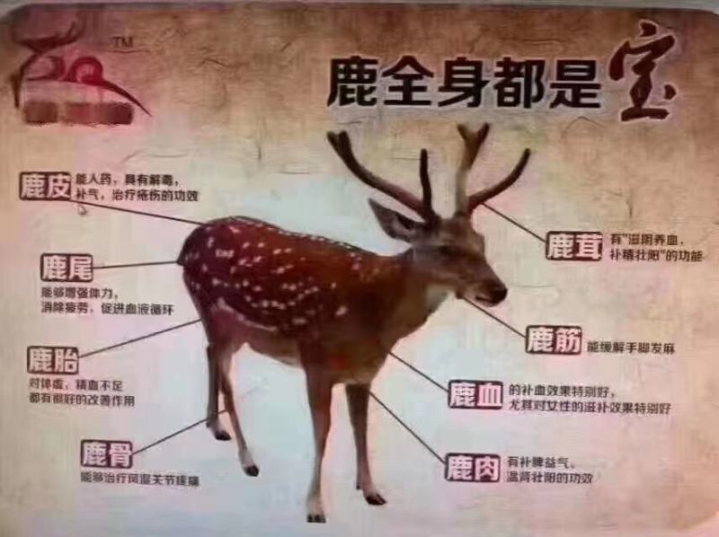 梅花鹿养殖场出售小梅花鹿训鹿各种鹿产品