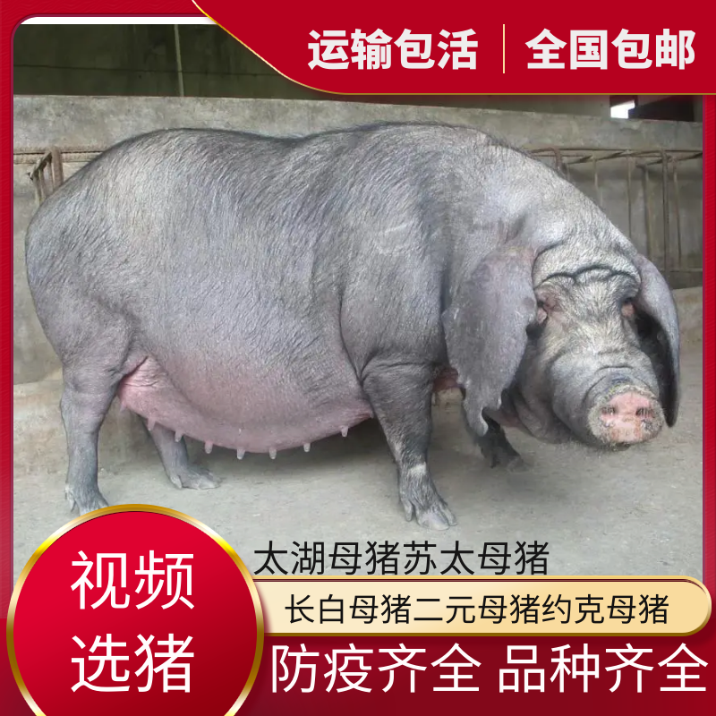 太湖母猪，品种繁多，产地直发支持视频看货，全国接单中