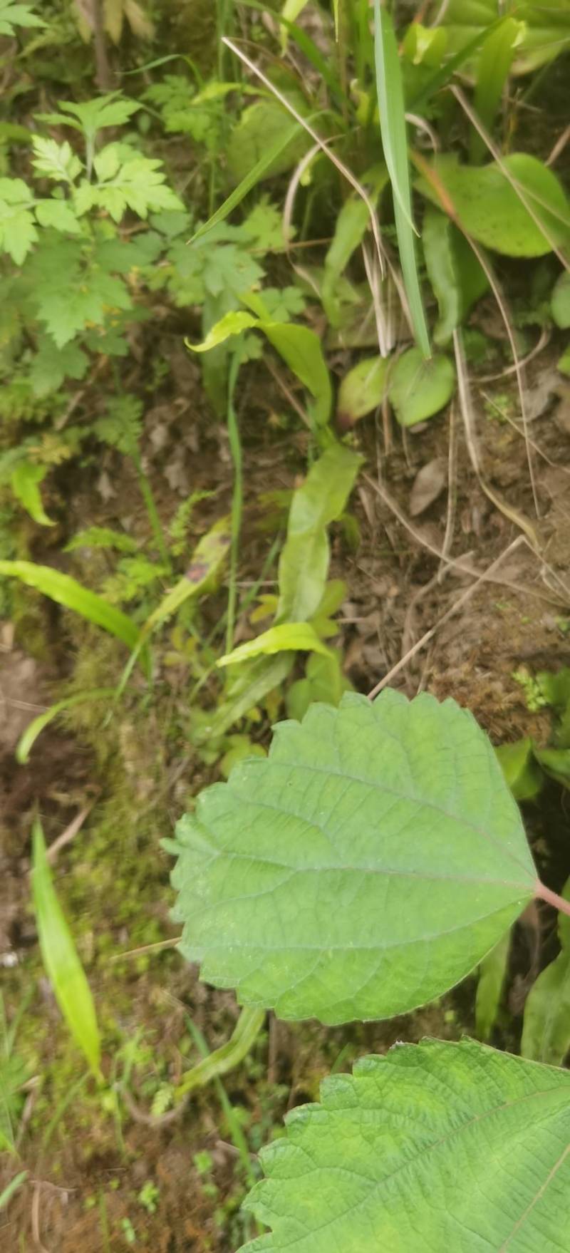蚁狮野生大小都有蚁狮野生大小都有嘻嘻嘻嘻嘻嘻嘻嘻嘻嘻谢谢