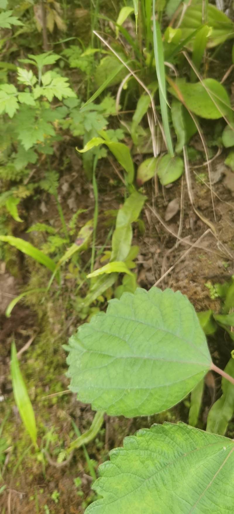 石苍蒲野生。货包你满意。质量保证嘻嘻嘻嘻嘻嘻嘻嘻嘻嘻