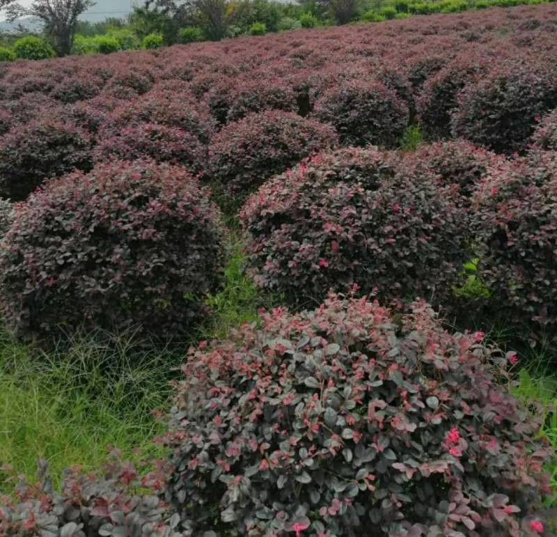 红花继木球p150红花继木球150红花继木150